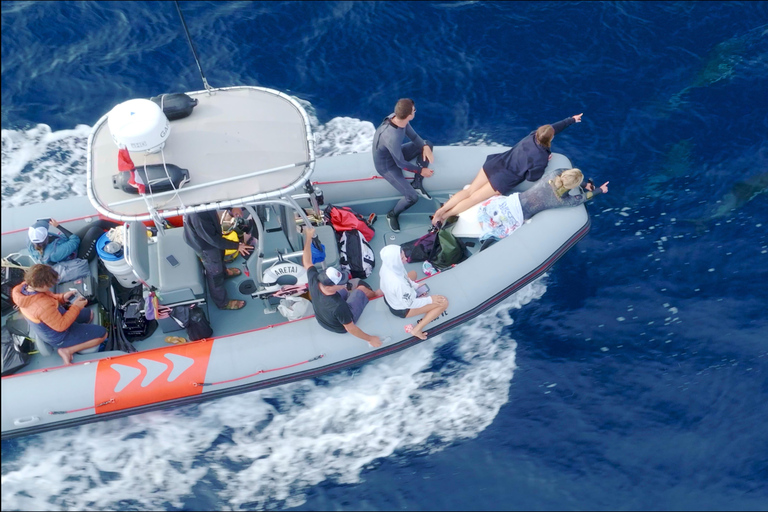 San Diego : Observation des baleines et des dauphins en bateau à moteur