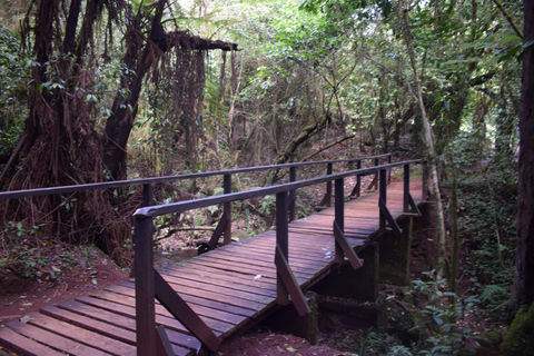 1 Day kilimanjaro short trek