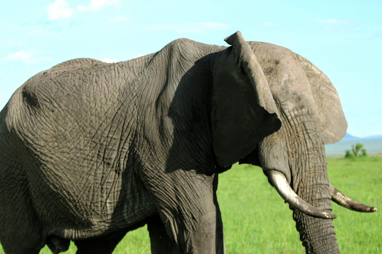 Chobe Morning Game Drive Safari from Livingstone & Vic Falls