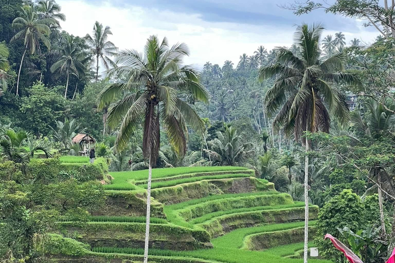 Ubud: Private Half-Day Tour Rice Terrace, Temple & Waterfall Private Half-Day Tour (With Entrance Tickets)