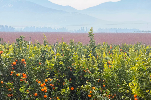 From Santiago: Viña Montes Winery Tour with Wine Tasting