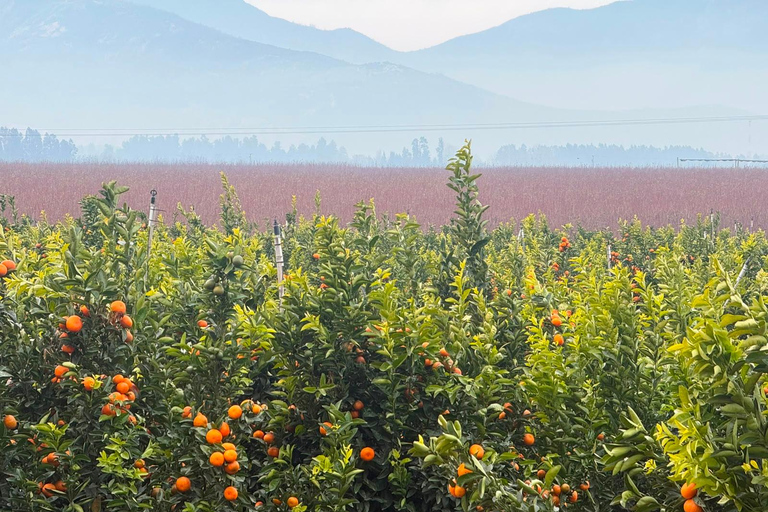 From Santiago: Viña Montes Winery Tour with Wine Tasting