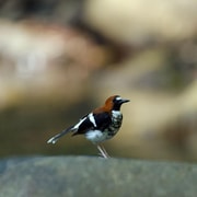 Khao Sok: Private Birdwatching Day Tour to Sri Phang Nga Khao Sok: Private Birdwatching Day Tour to Sri Phang Nga