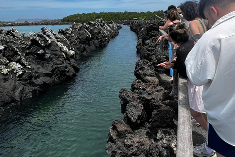 Santa Cruz: Isabela Full Day, Tintoreras + Snorkeling and Lunch Santa Cruz: Full-Day Isabela, Tintoreras + Snorkeling and Lunch