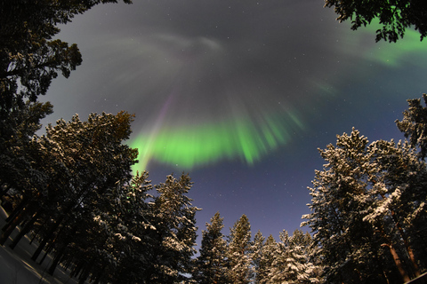 Abisko: Persegue a aurora com motas de nevePerseguição Aurora - Trenó