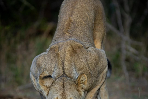 2-dniowe safari w Parku Narodowym Nyerere z Zanzibaru