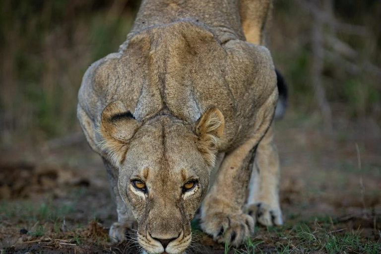 2-dniowe safari w Parku Narodowym Nyerere z Zanzibaru