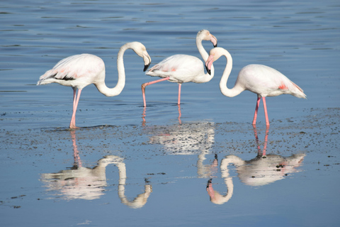 Walvis Bay Shore Excursion: Pink Lake Dune 7 Photoshoot Tour