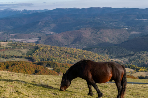 Hammamet: Nature Horse Riding Experience in the Hills