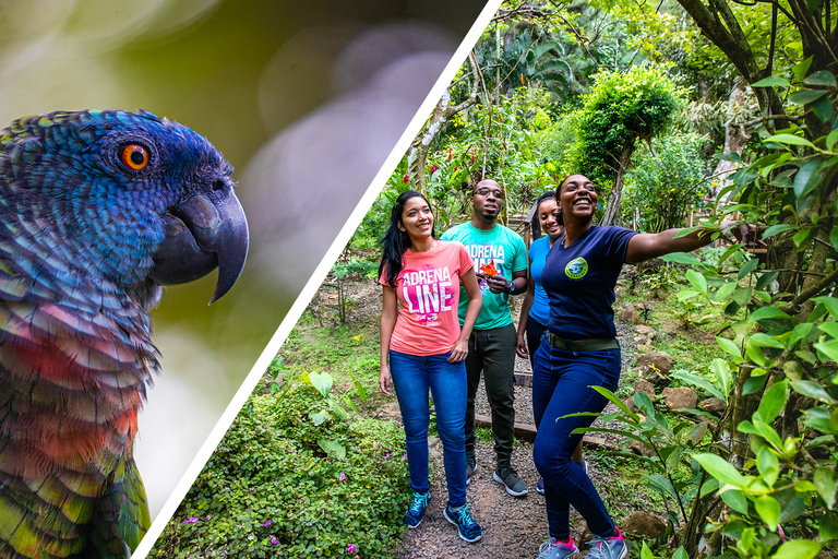 Rainforest Adventures Trail Hike in St Lucia