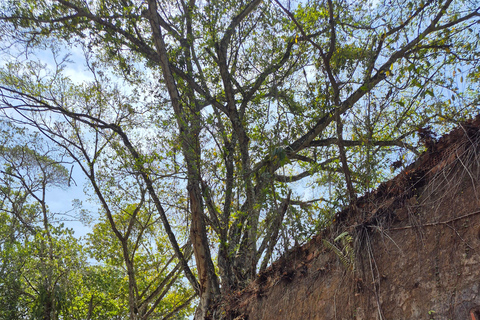 Original Açaí Experience and Visit to the Ruins of Paricatuba in Amazonas