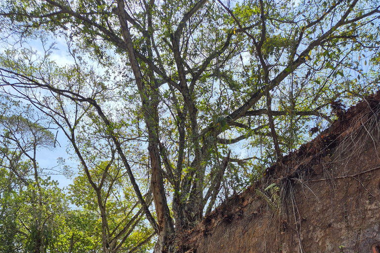 Original Açaí Experience and Visit to the Ruins of Paricatuba in Amazonas