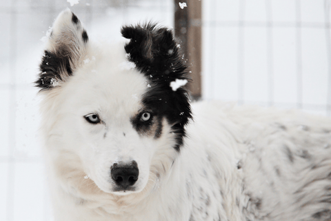 Pyhätunturi: Husky-Safari mit FarmbesuchHuskysafari 30 Minuten und Bauernhofbesuch