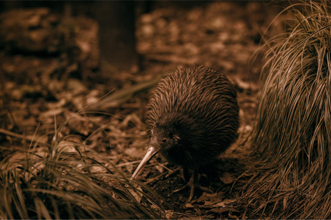 Auckland: Rotorua Wai-O-Tapu, Te Puia with Haka