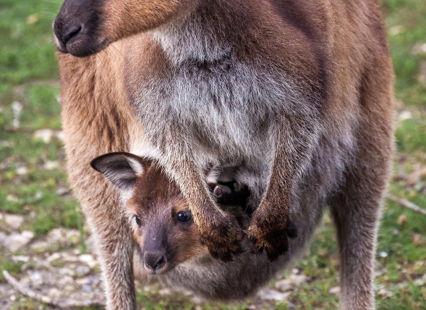 Penneshaw: Landudflugt Kangaroo Island Scenic Tour