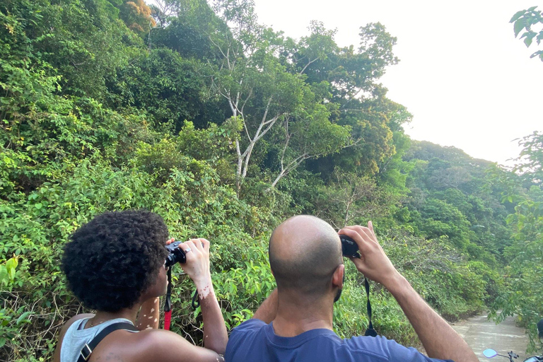 Safari - Alla ricerca della scimmia più a rischio del mondo