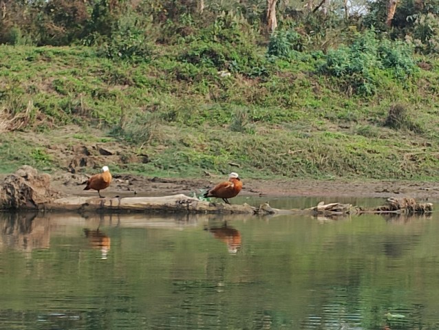 Visit From Chitwan Half Day Jeep safari & Canoeing Day Tour in Chitwan