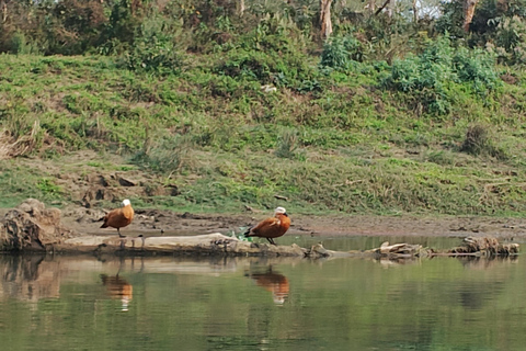 3 Nachten 4 Dagen Chitwan National Park met Torennachtverblijf