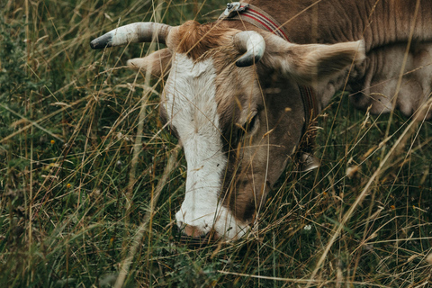 From Vienna: Hallstatt and Salzburg Full-Day Guided Tour