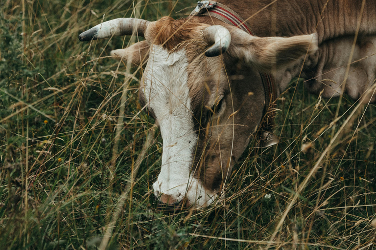 From Vienna: Hallstatt and Salzburg Full-Day Guided Tour