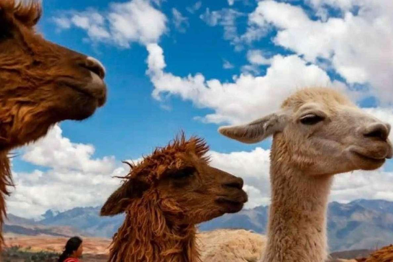 Private Tour from Cusco | Llama Tour + Clay Healing