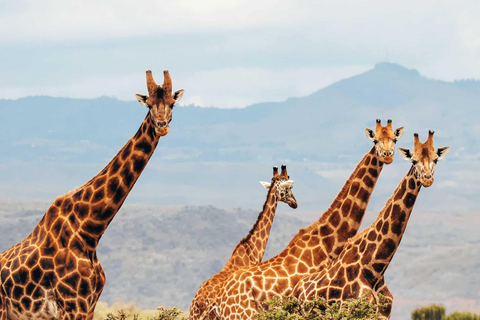 Nairobi: Giraffe Centre Tour & Free Visit to Kobe Factory
