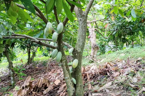 Excursión a las Cascadas, el Cacao y el Café