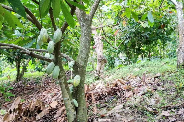 Waterfall, Cacao and Coffe Tour