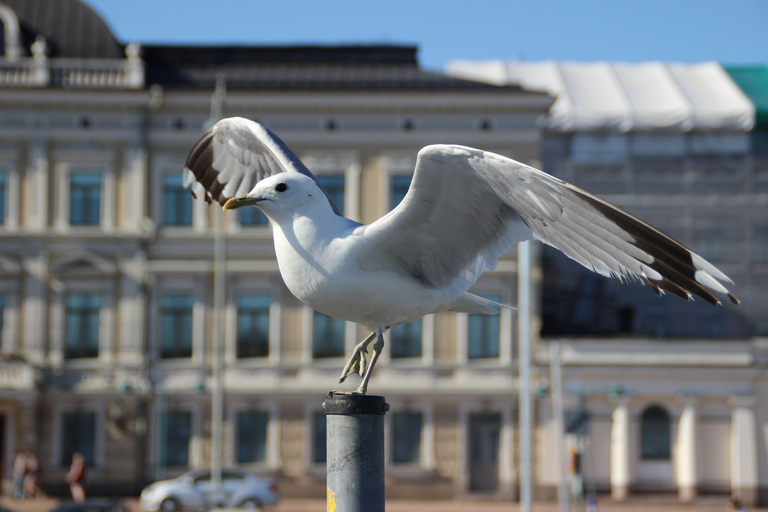 Helsingfors: Flygplats &amp; huvudstadens historia Privat tur med bil