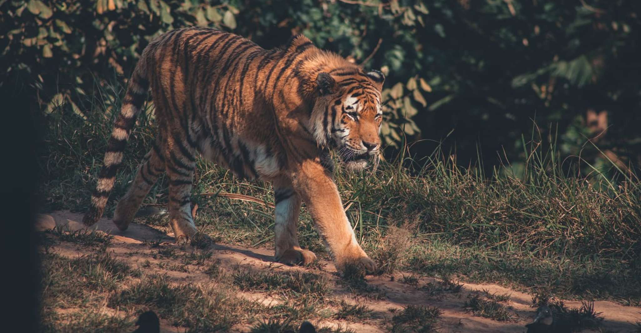 From Jaipur , 2 Days 1 Night Ranthambore Tiger Safari Tour - Housity