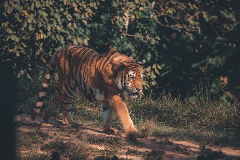 Von Jaipur : 2 Tage 1 Nacht Ranthambore Tiger Safari TourNur AC Transport- und Reiseleiterleistungen