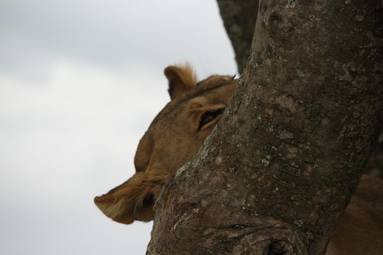 2 jours de safari en groupe dans le Tarangire et le cratère du Ngorongoro