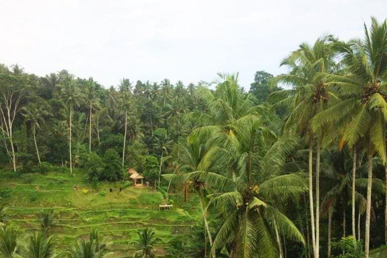 ubud trip monkey forest sanctuary