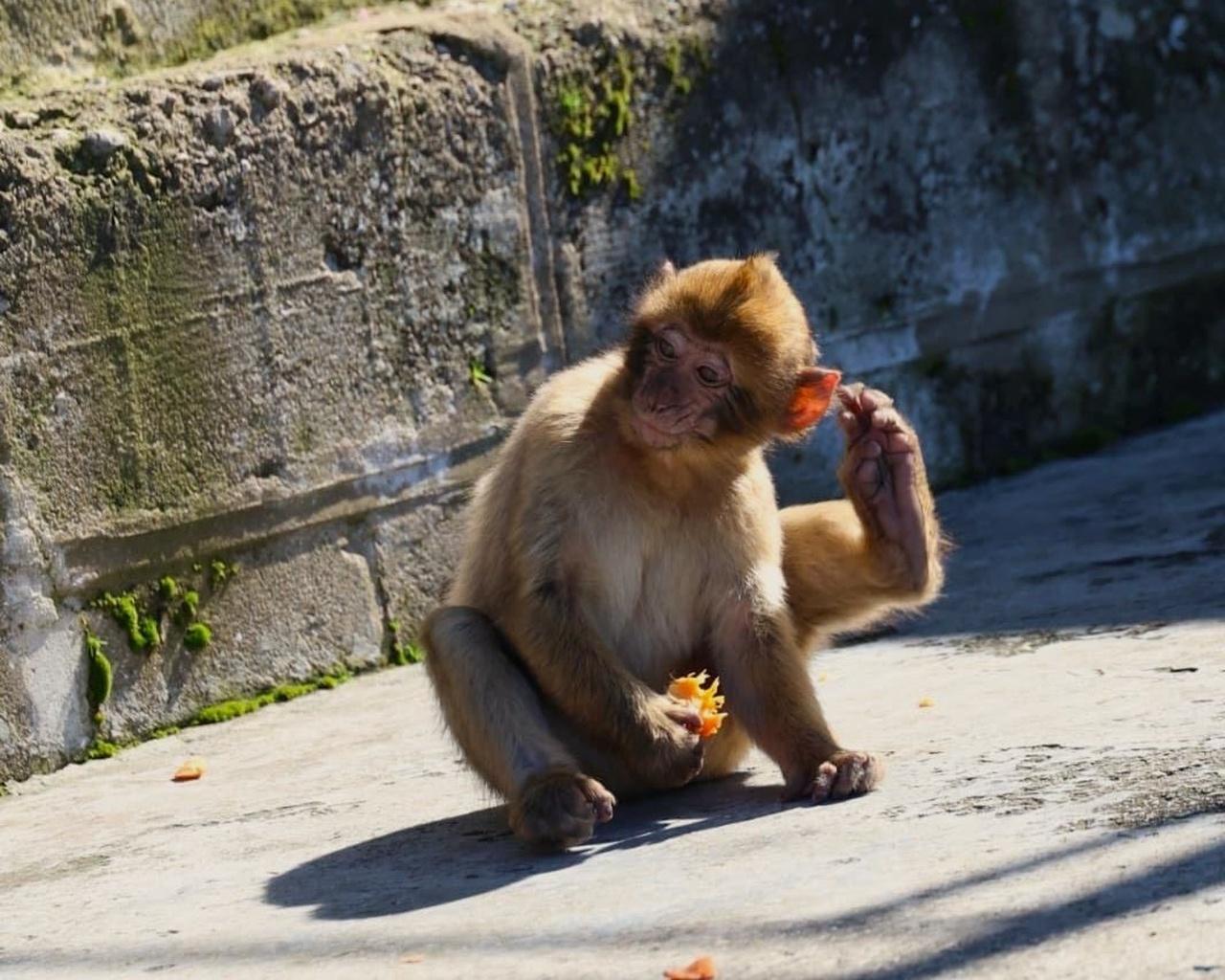 Ab Málaga: Exklusives Gibraltar – ortskundiger Guide, Kleingruppen