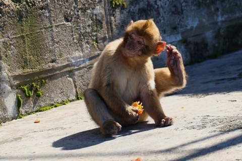 From Malaga: Exclusive Gibraltar – Local Guide, Small Groups