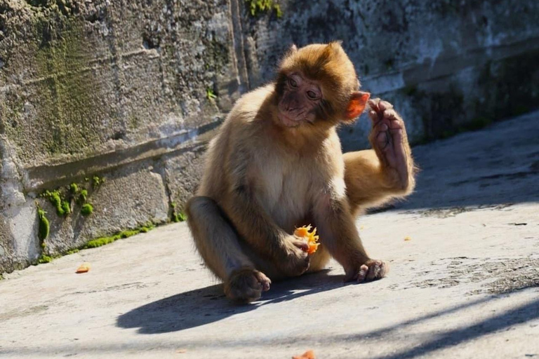 From Malaga: Exclusive Gibraltar – Local Guide, Small Groups