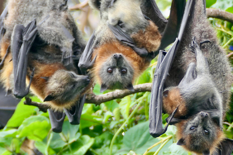 Sydney: Flying Fox Tour, Australia's Largest Bats Flying Fox Tour: Sydney's only Bat tour
