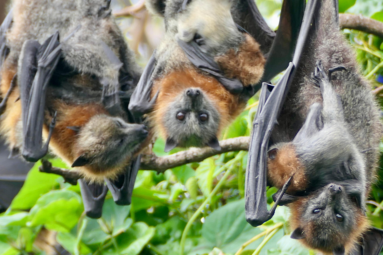 Sydney: Flying Fox Tour, Australia's Largest Bats Flying Fox Tour: Sydney's only Bat tour