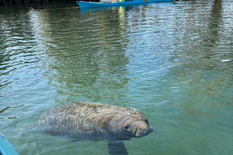 Crystal River: Three Sisters Spring Manatee Clear Kayak Tour