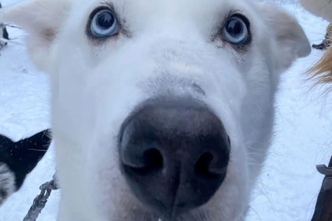 Levi: Meet Reindeer and Visit Husky Kennel