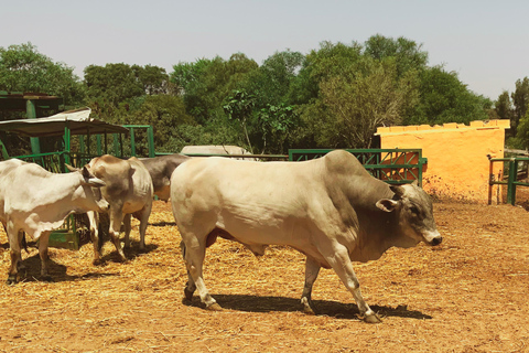 Tunesië: Friguia Park GezinsarrangementTunesië: Friguia Park ophaalservice vanuit Mahdia / Hammamet