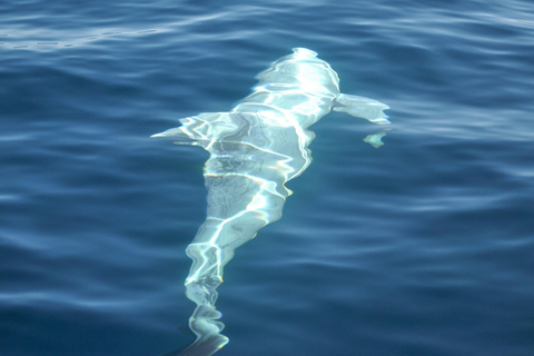 New: Into the Wild - 3H w/Marine Biologists - dolphins &more