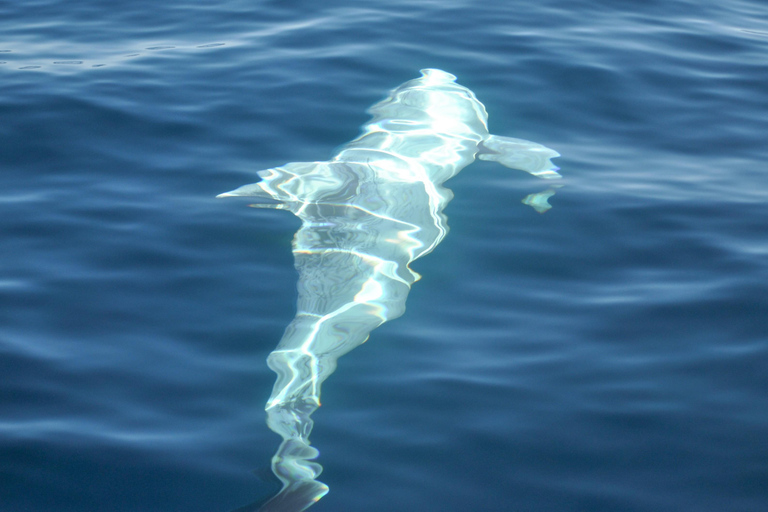 New: Into the Wild - 3H w/Marine Biologists - dolphins &more