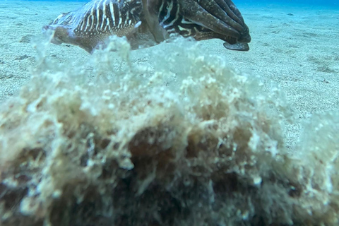 Try dive and have a wonderful experience in LanzaroteDiving in Lanzarote at the most beautiful area