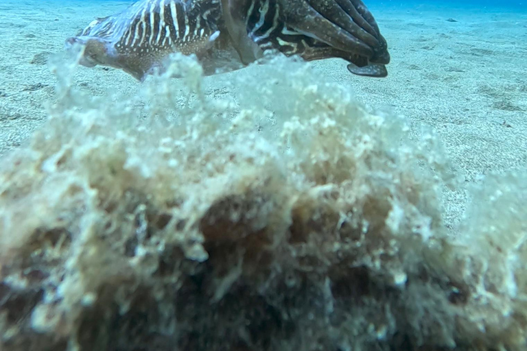 Try dive and have a wonderful experience in Lanzarote Diving in Lanzarote at the most beautiful area