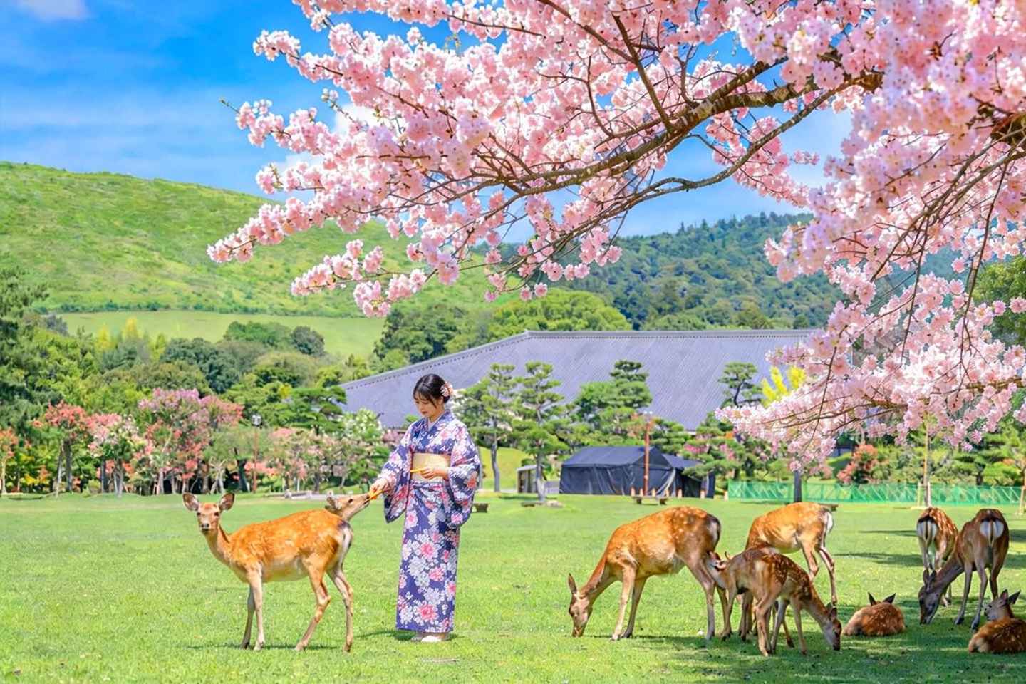 Kyoto And Nara Heritage Day Tour With Optional Culture Lunch - From Kyoto 9:50AM--Without Lunch