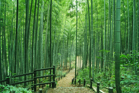 Shanghai: Crouching Tiger Bamboo Forest & White Tea Trip