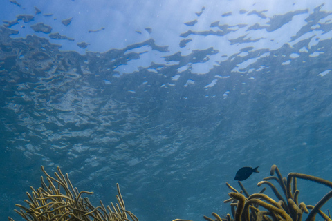 Tayrona: Caribbean Snorkeling Boat Trip