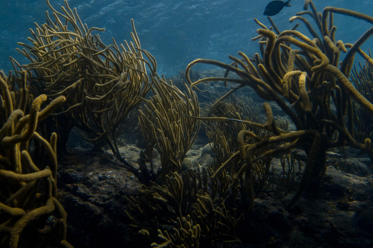 Tayrona: Caribbean Snorkeling Boat Trip