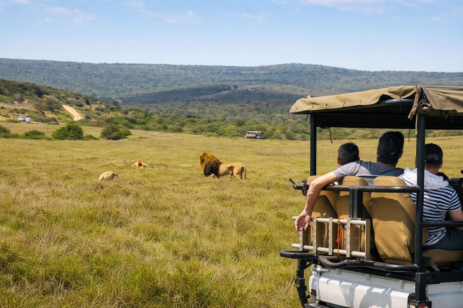 Schotia-Safari: Big-5-Erlebnis mit hoher Wahrscheinlichkeit, Löwen zu sehen